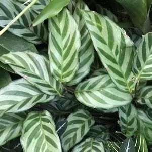 Meet your Posher, Amreena